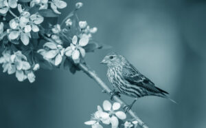 A finch standing on a cherry blossom branch