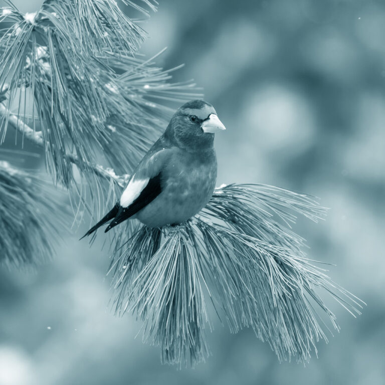 Evening Grosbeak on Pine