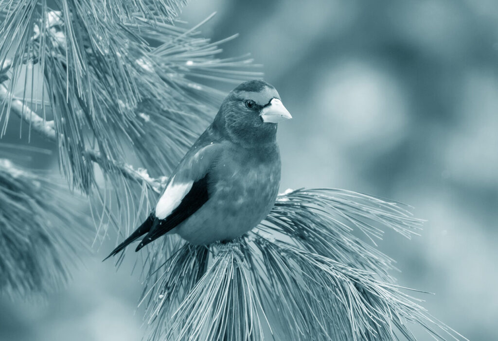 Evening Grosbeak on Pine
