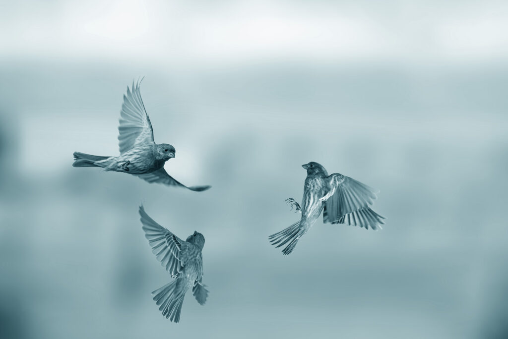 Three finches flying together