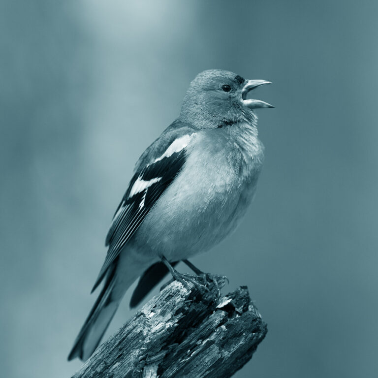 Male Chaffinch