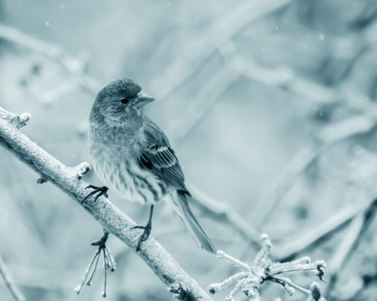 Male House Finch in Winter