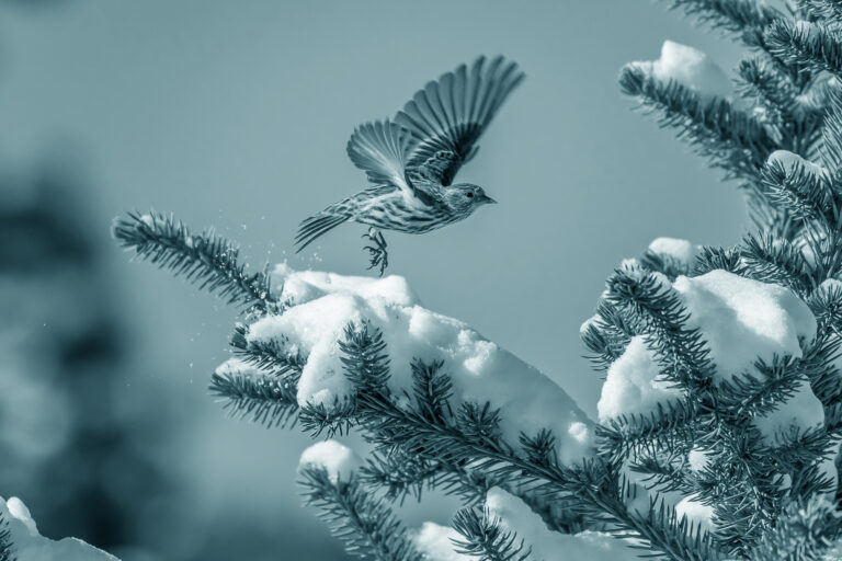 Pine Siskin Flying in Snow