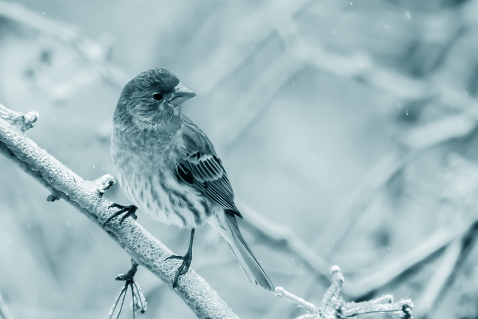 Male Finch in Winter