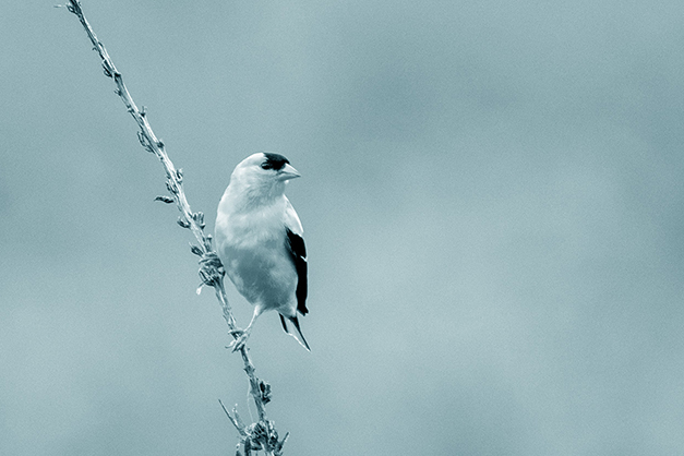 Gold Finch